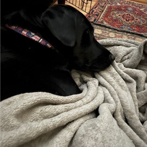 Pics and a little about me🌷VET BILLS ARE PILING UP! MAKE OFFERS PLEASE!🙏🏼🙏🏼🙏🏼 - Picture 13 of 16